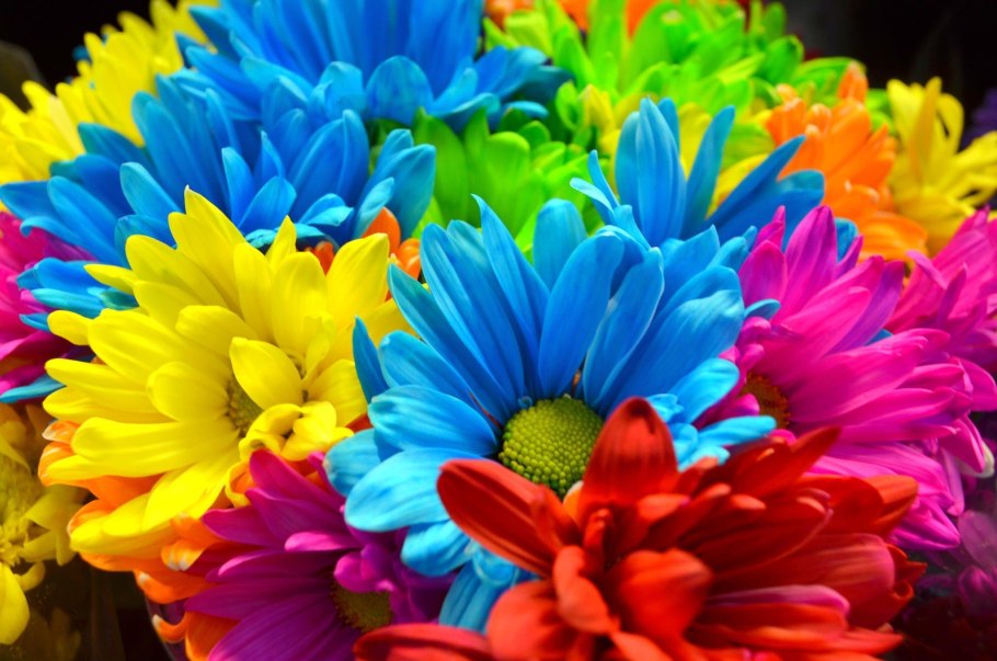 Очень красивые яркие цветы