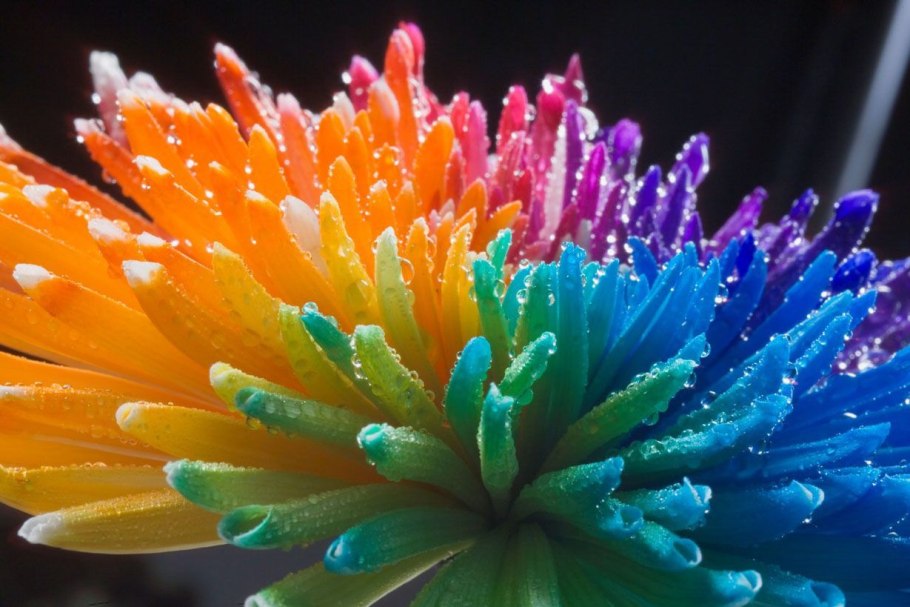 Красивые яркие цветы