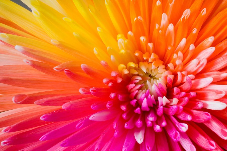 Разноцветные цветы