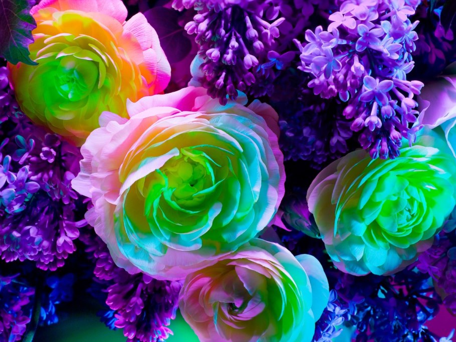 Разноцветные цветы