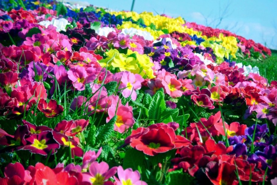 Разноцветные поля