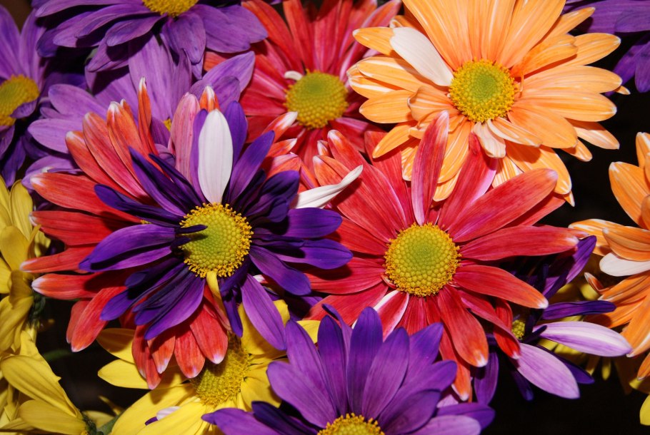 Яркие солнечные цветы