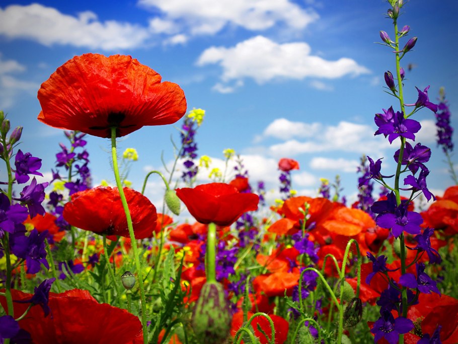 Суккулент эхеверия Echeveria