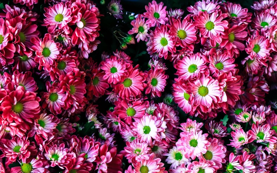 Яркие разноцветные цветы