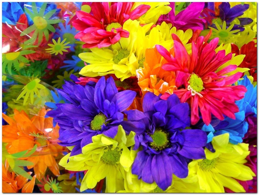 Хризантемы цветные