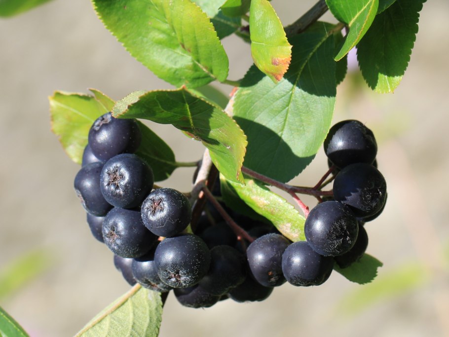 Арония черноплодная куст