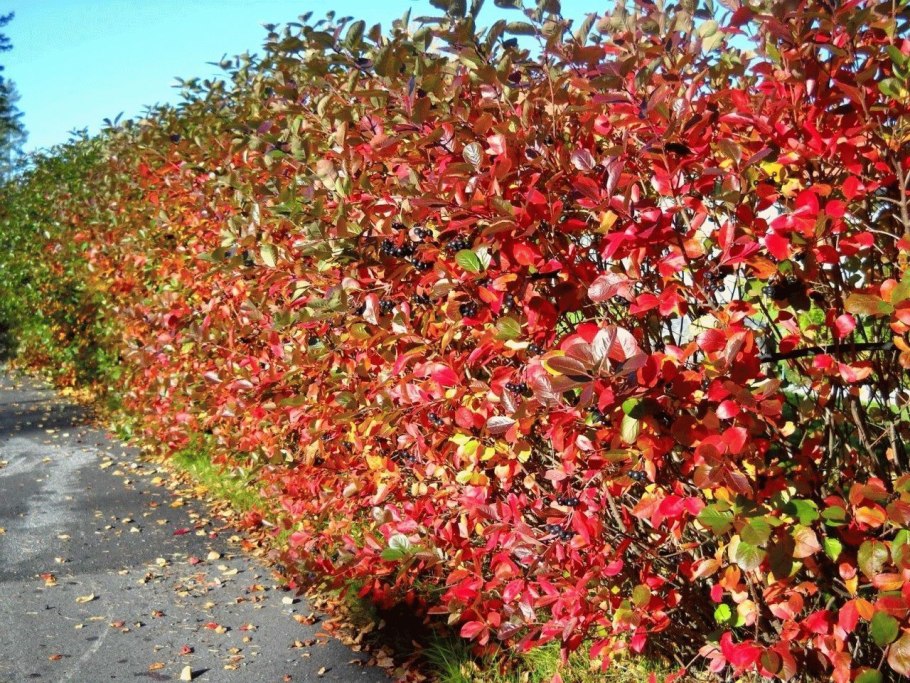 Арония черноплодная «Хугин»