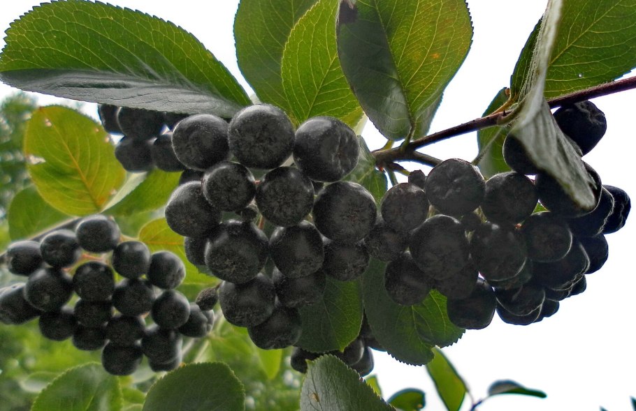 Aronia melanocarpa