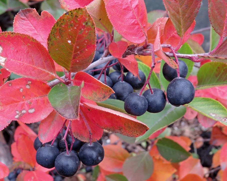 Арония сливолистная