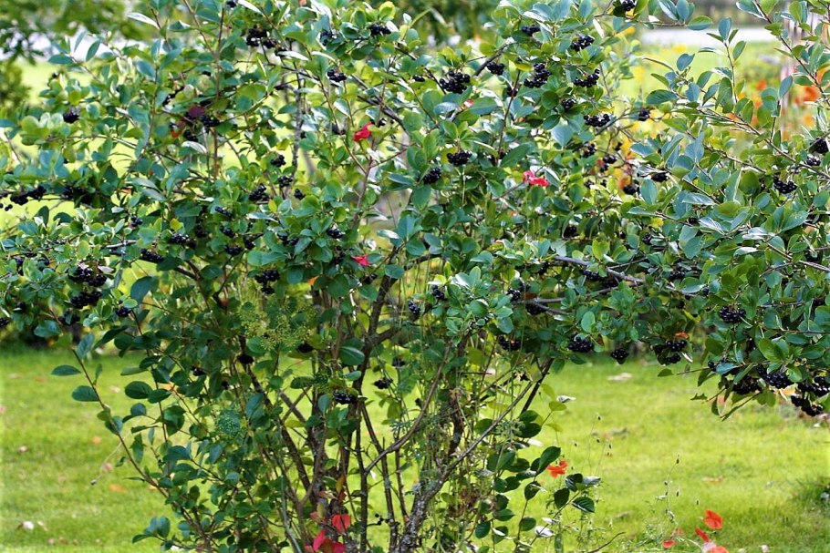 Рябина черноплодная плоды