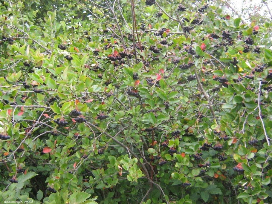 Черноплодная рябина