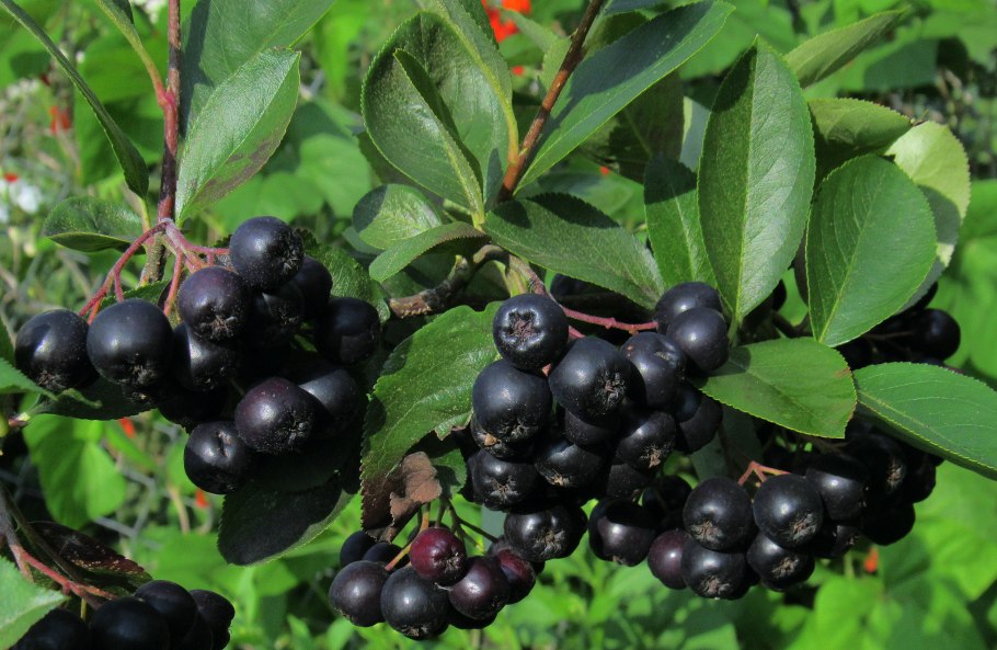 Арония черноплодная (Aronia melanocarpa)