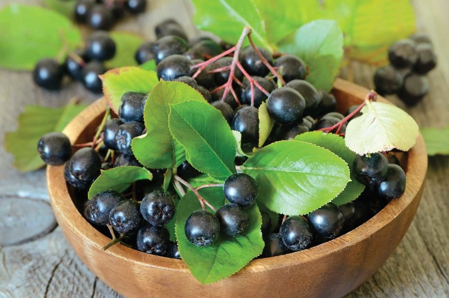 Рябина черноплодная (Aronia melanocarpa)