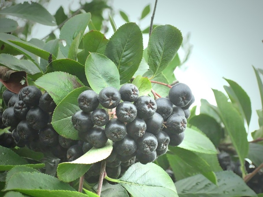 Арония Aronia melanocarpa