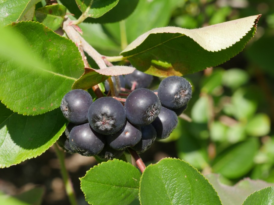 Черноплодная рябина арония