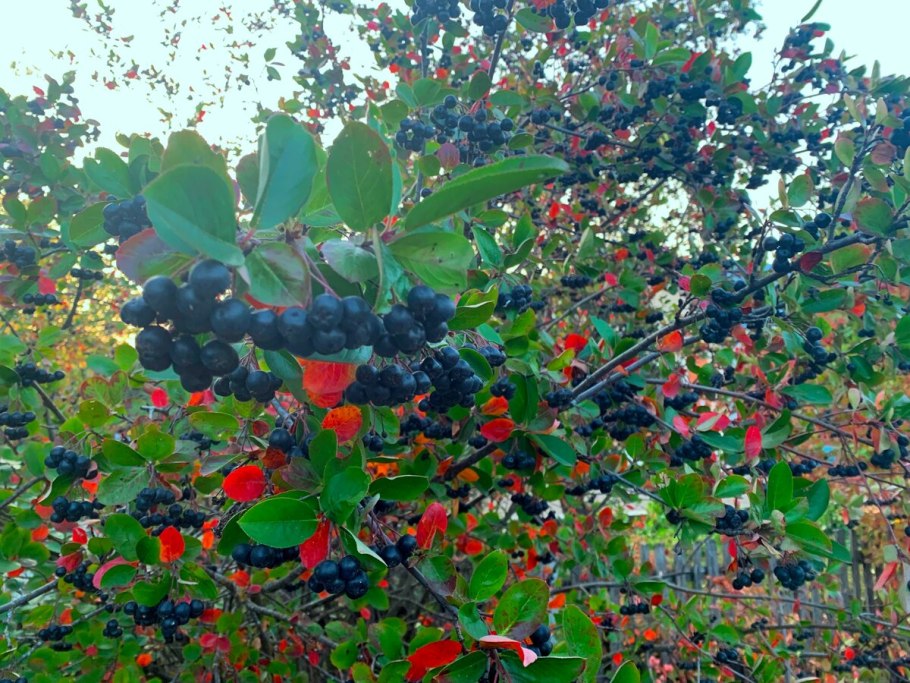 Aronia melanocarpa