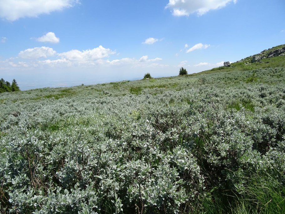 Самарская область Ива Лапландская