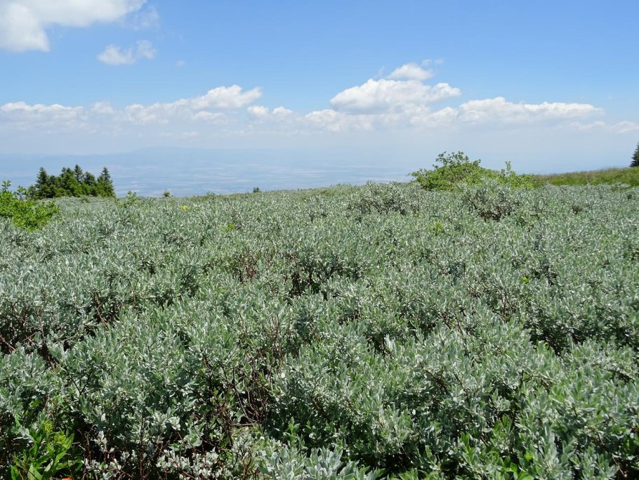 Ива Лапландская Salix lapponum