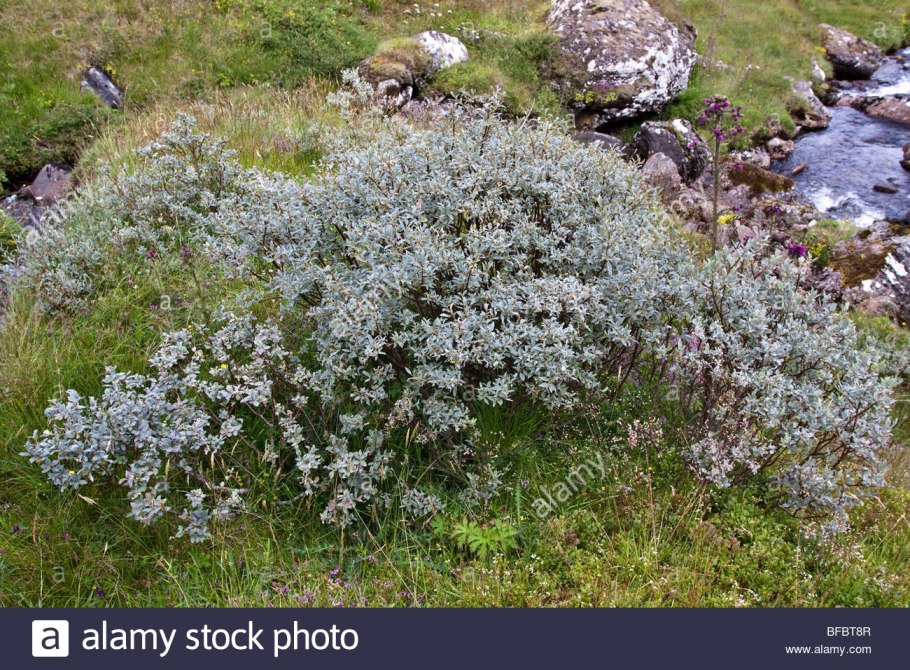 Сизая Ива в Карелии