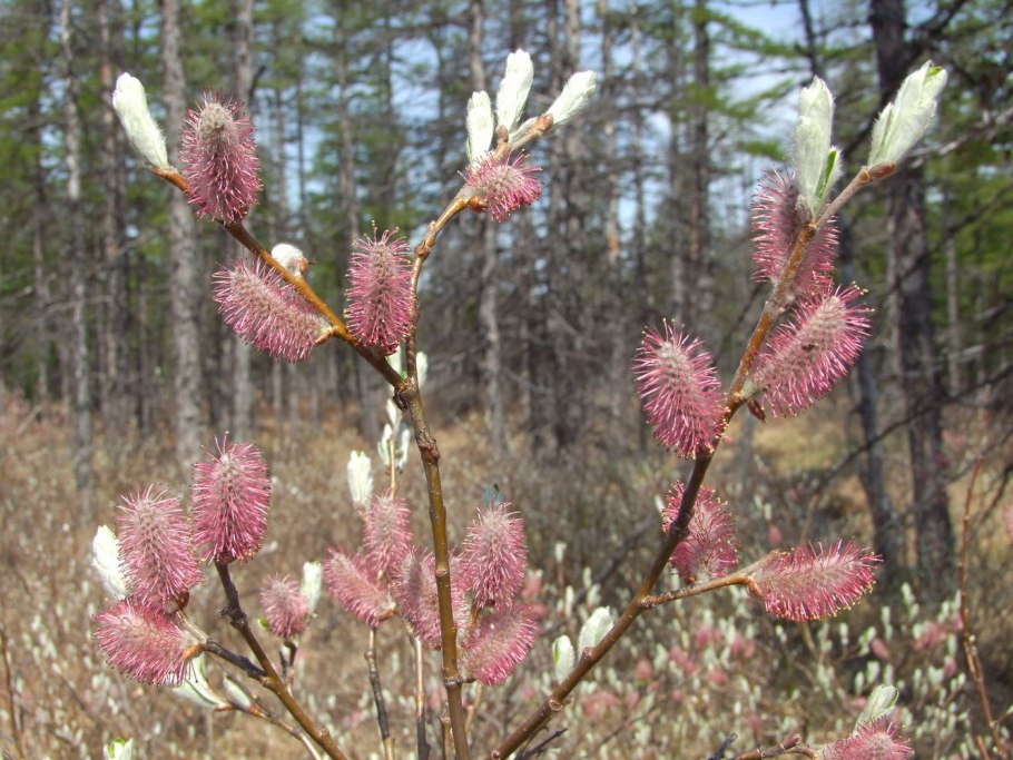 Ива кустарниковая шаровидная