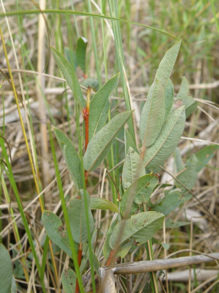 Ракита дерево шаровидная