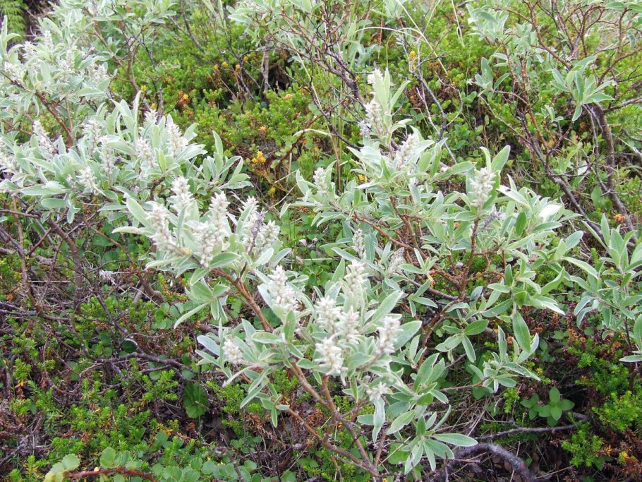 Ива Лапландская Salix lapponum