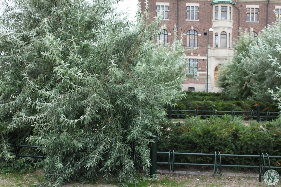 Ива Salix helvetica