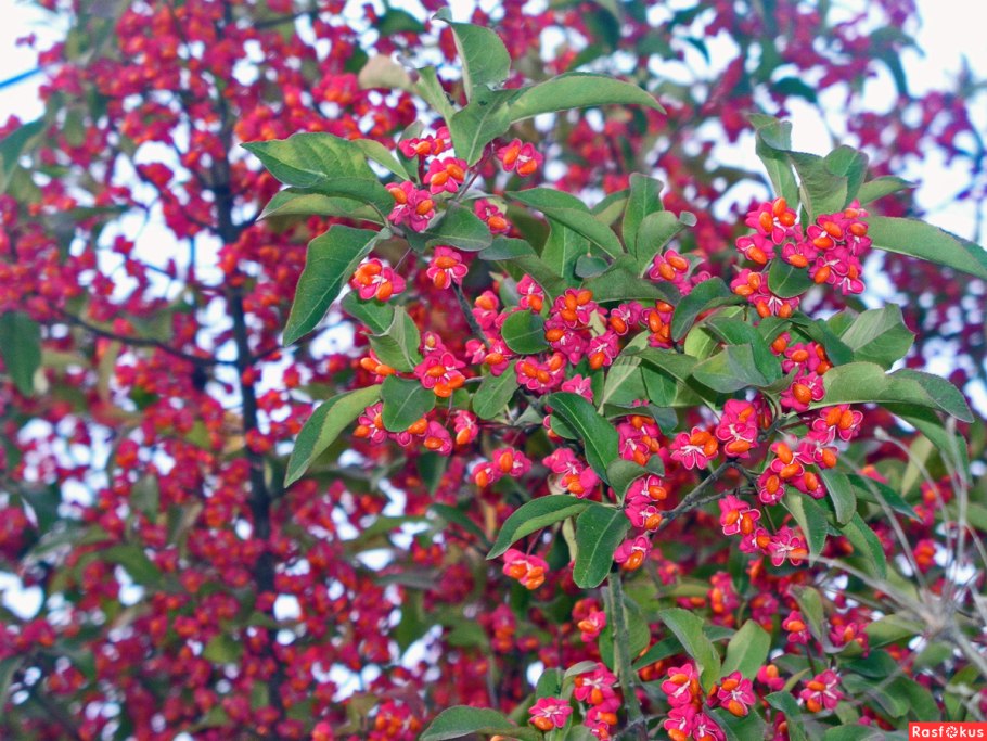 Бересклет плоскочерешковый Сахалинский