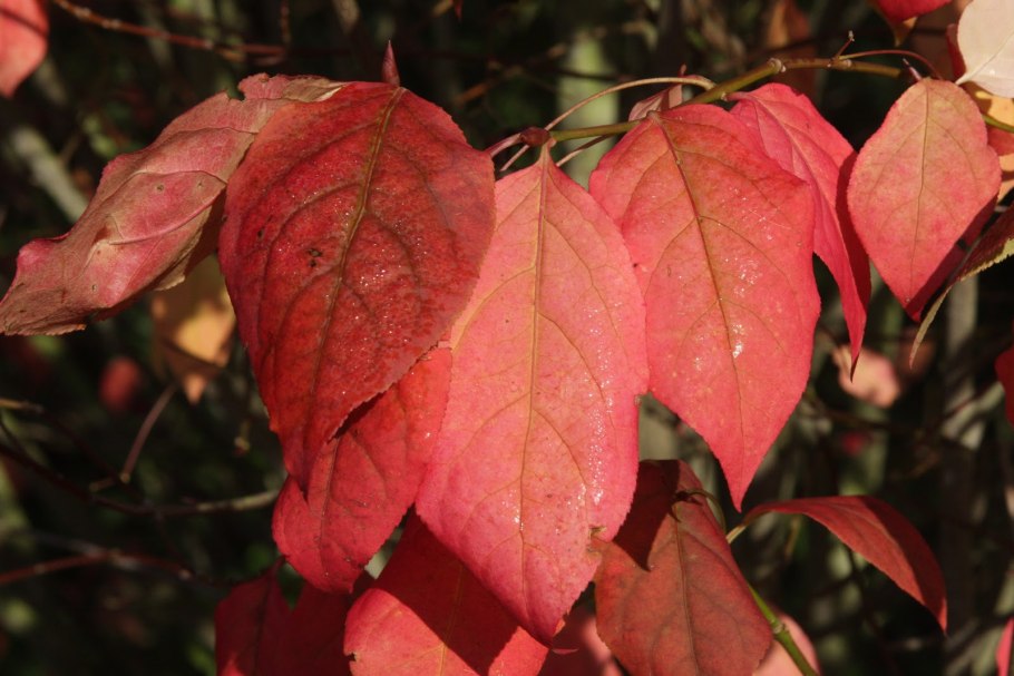 Euonymus sachalinensis