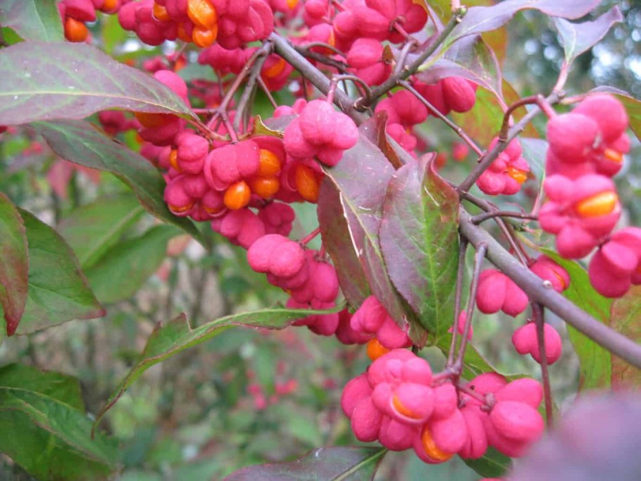 Лещина и бересклет