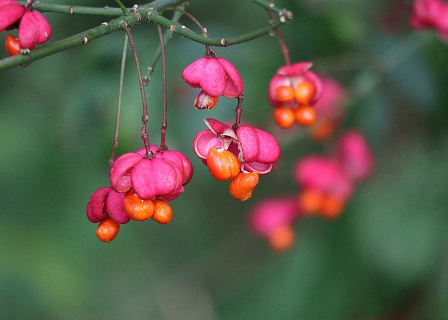 Бересклет Сахалинский Euonymus sachalinensis