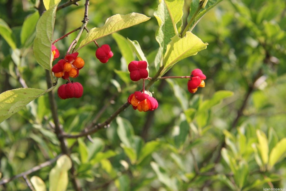 Бересклет плоскочерешковый Сахалинский