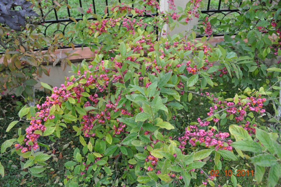 Бересклет плоскочерешковый Сахалинский