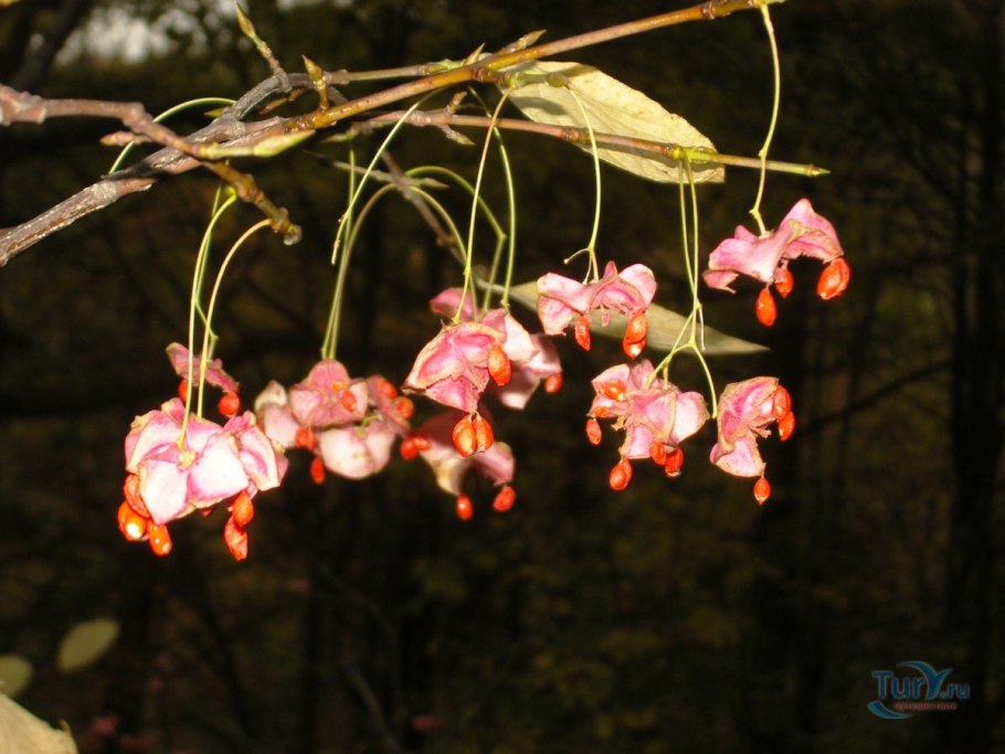 Бересклет пробковый фото