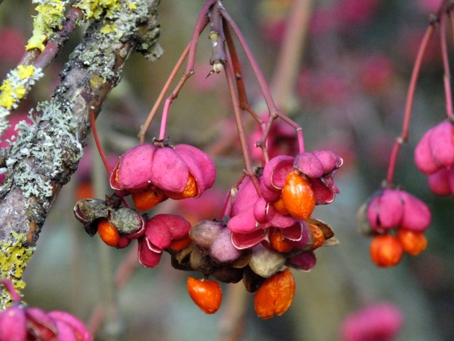 Бересклет Большекрылый