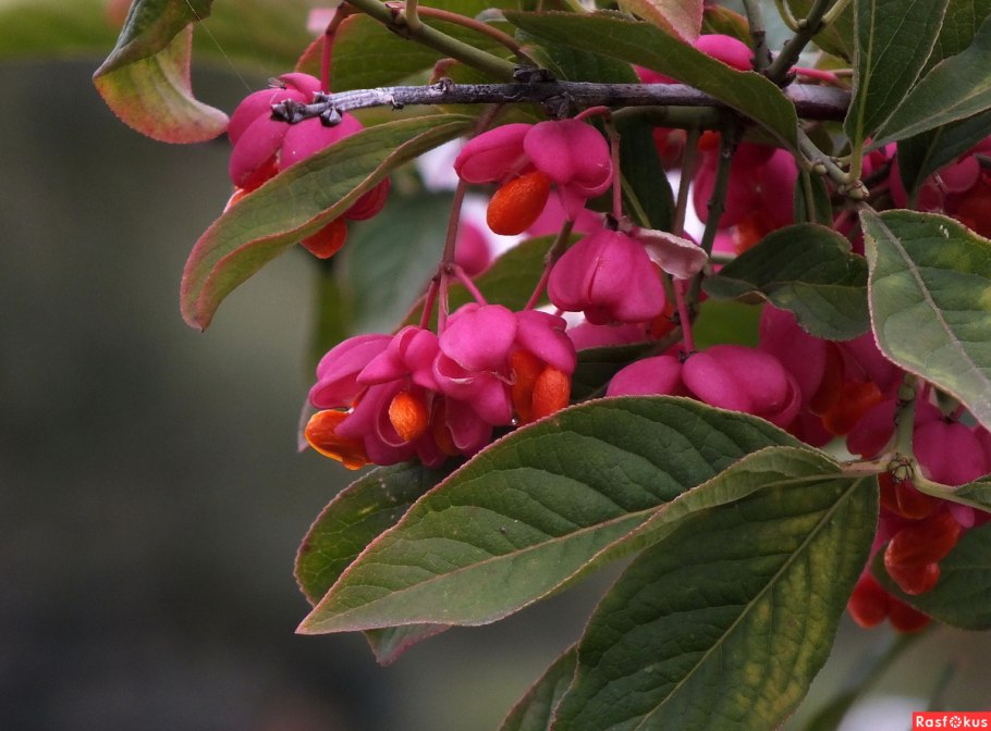 Euonymus latifolius