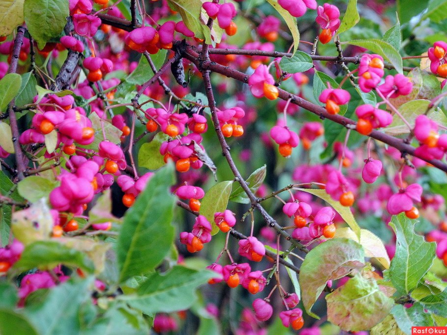 Бересклет Сахалинский Euonymus sachalinensis