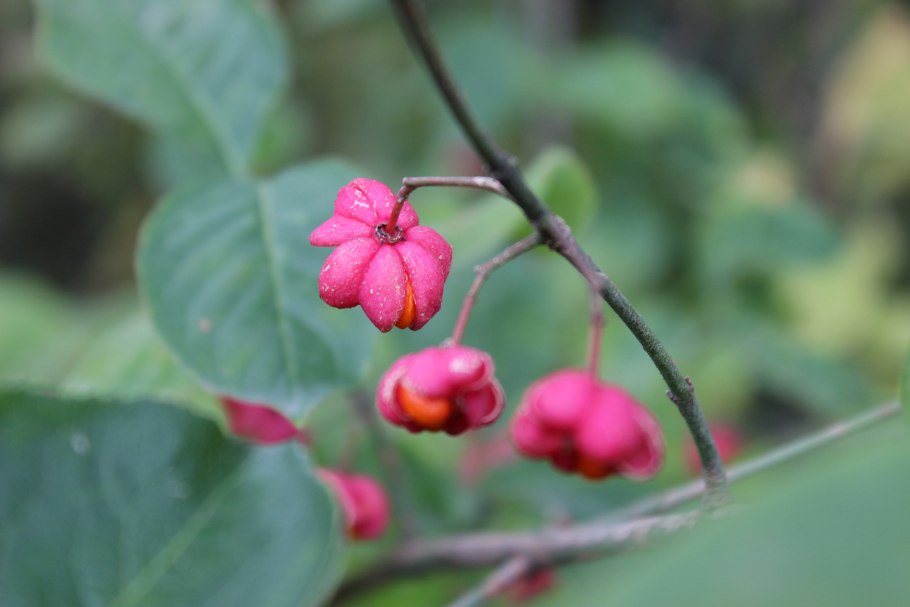 Бересклет Маака