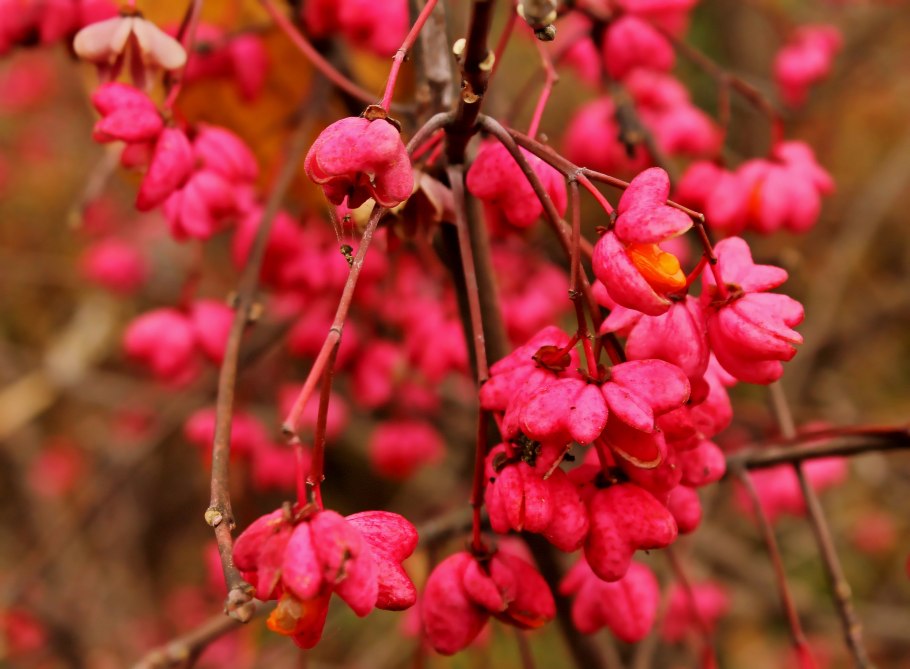Бересклет Европейский бородавчатый