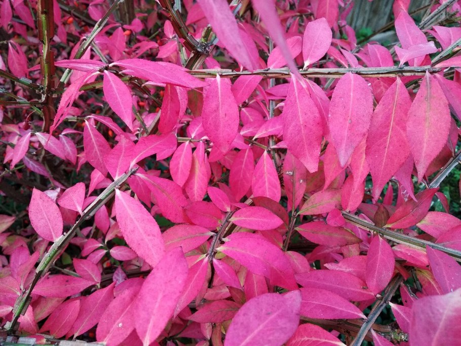 Бересклет Европейский Euonymus europaea