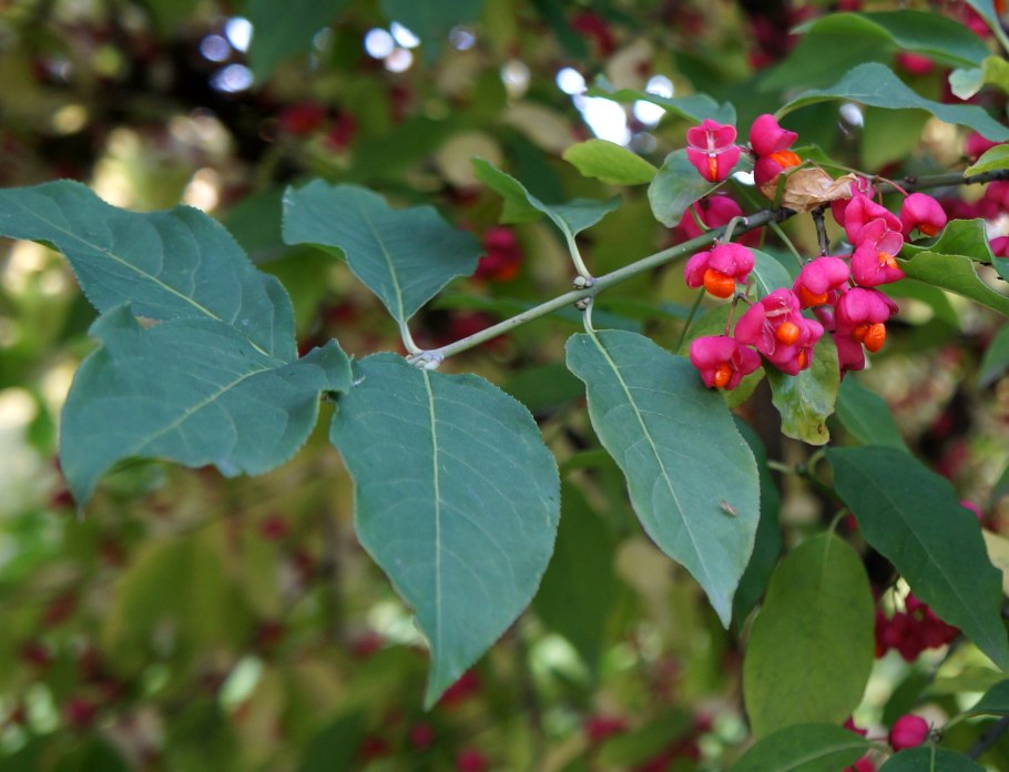 Бересклет узкочерешковый