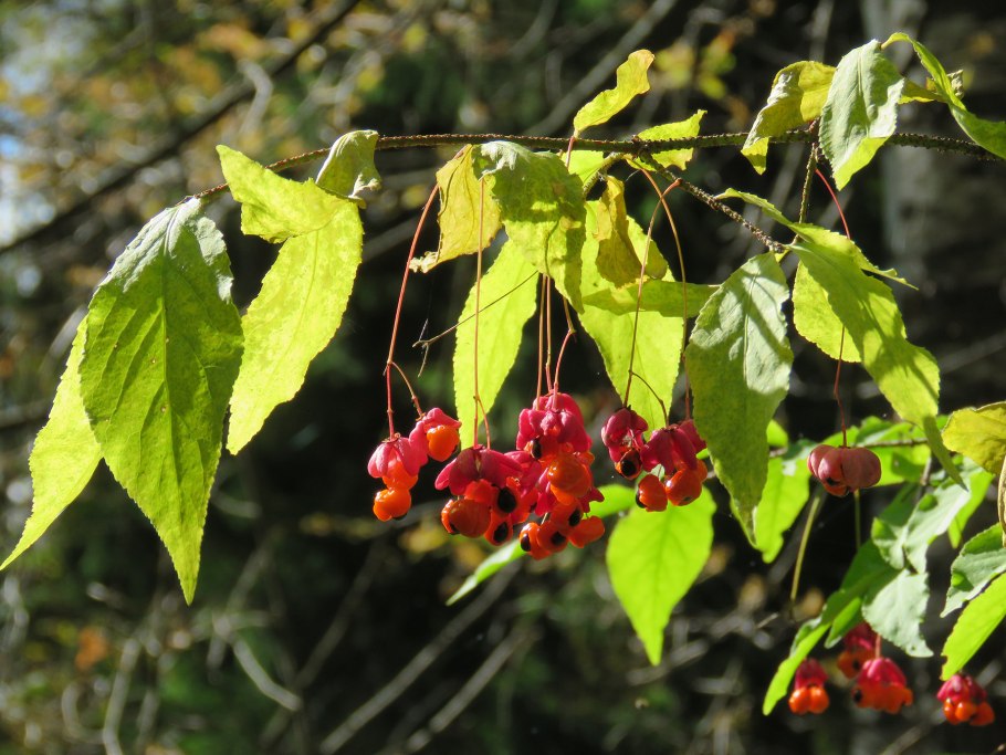 Бересклет Сахалинский Euonymus sachalinensis