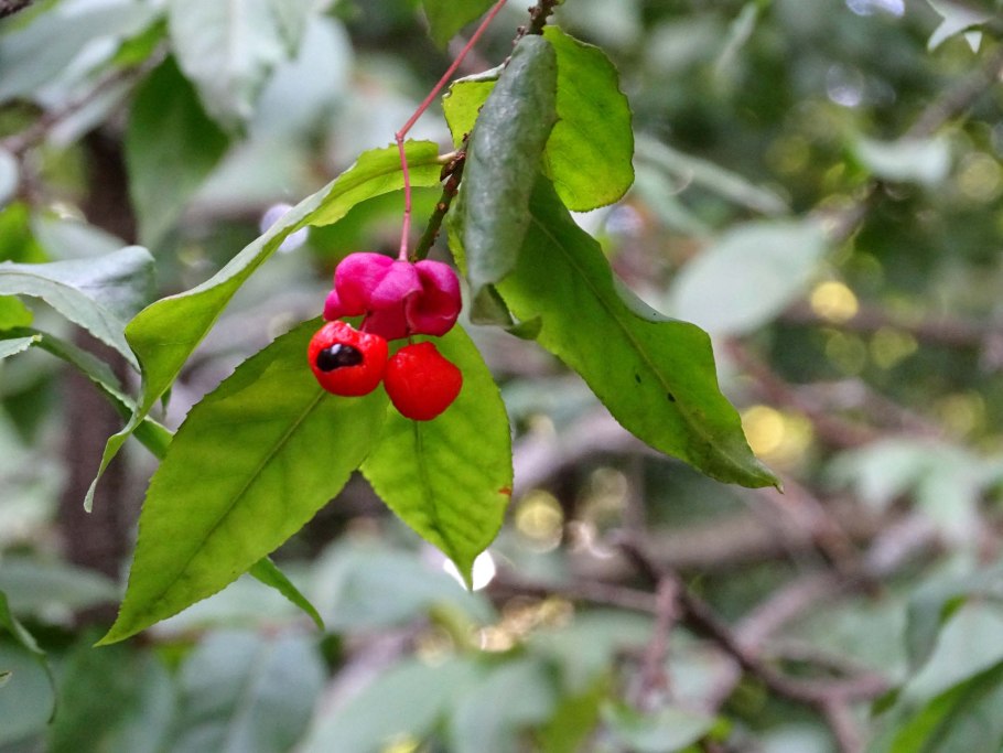Бересклет плоскочерешковый