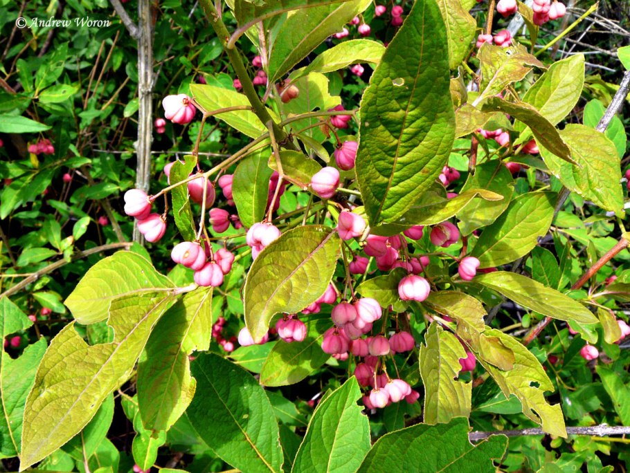 Euonymus sachalinensis бересклет Сахалинский с2