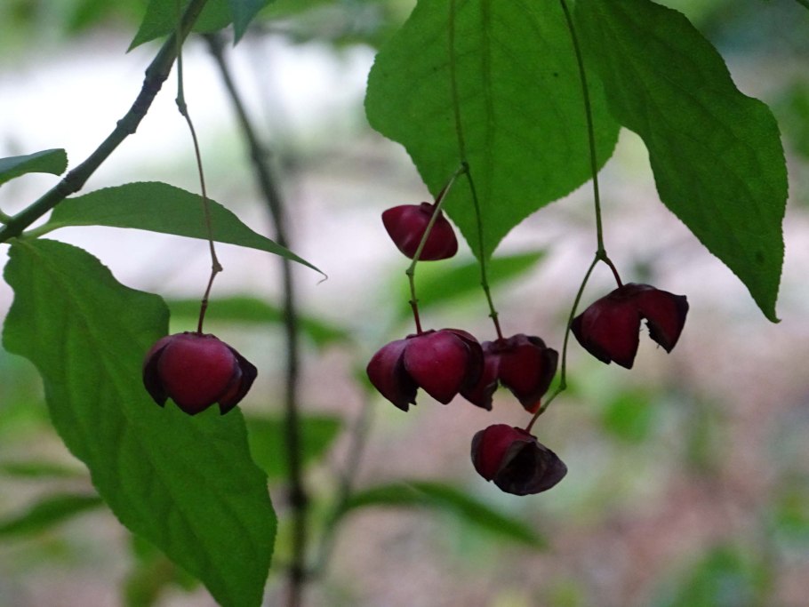 Бересклет Бруслина