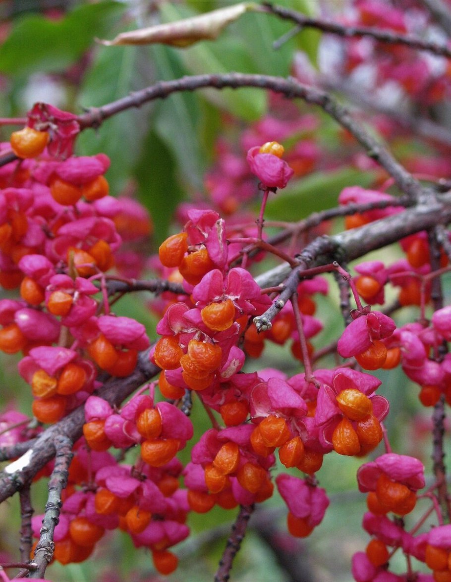 Кустарнички Сахалина