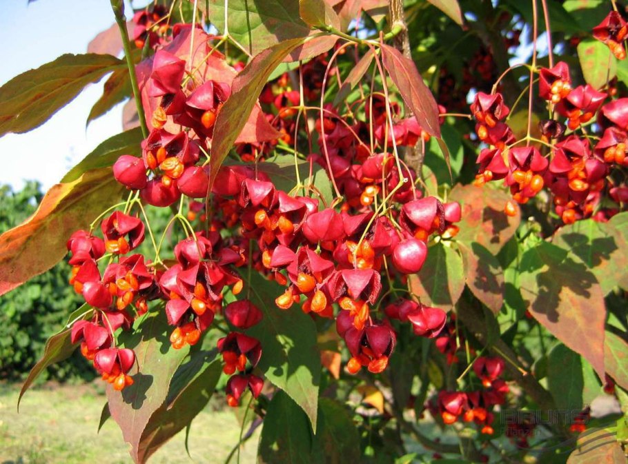 Бересклет Сибирский