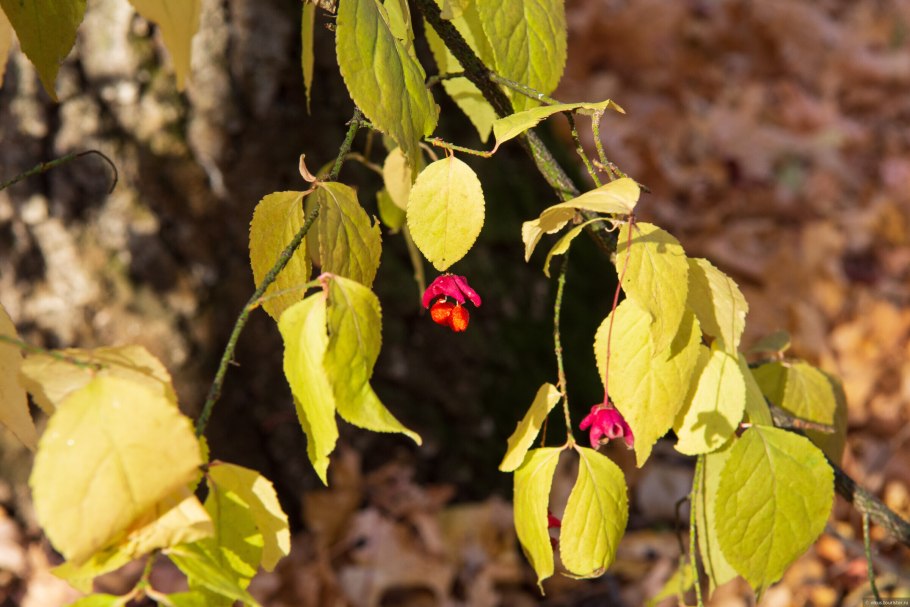 Бересклет бородавчатый кора