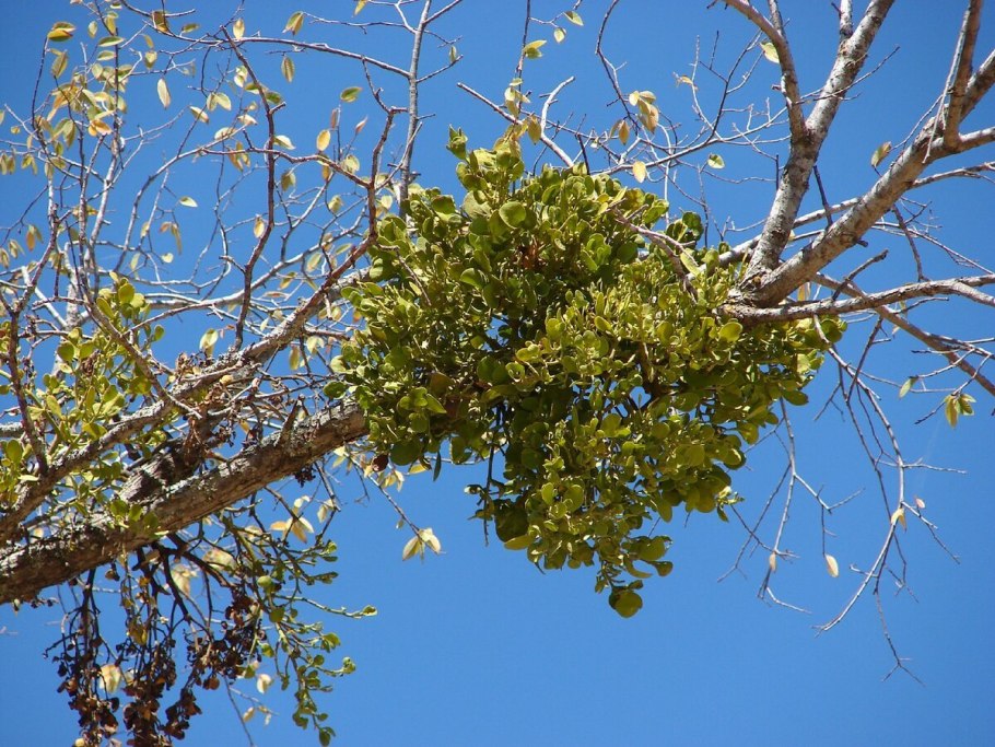 Цветы омелы белой