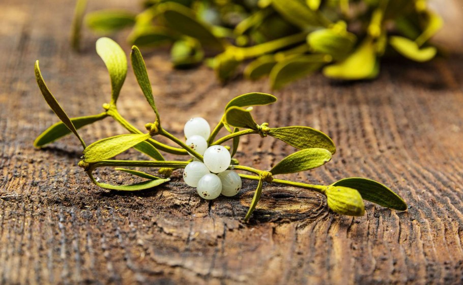 Санталовые омела